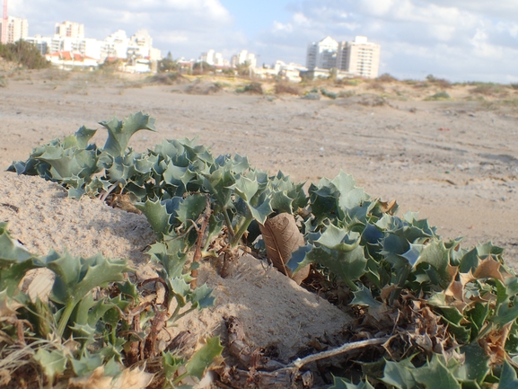 חרחבינה חופית  צולם על ידי עמית מנדלסון 