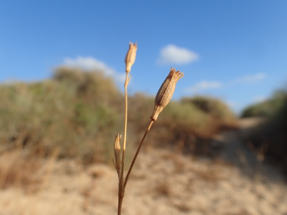 ציפורנית חופית  צולם על ידי עמית מנדלסון 