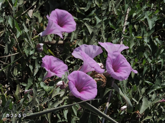 לפופית החיצים  צולם על ידי יעל אורגד 