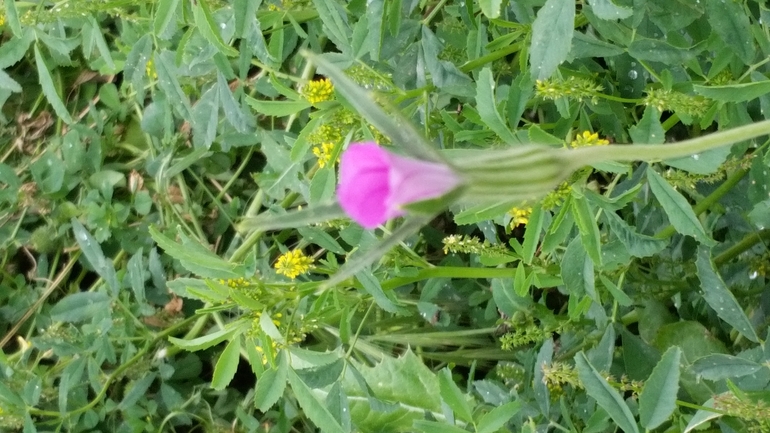 אגרוסטמת השדות  צולם על ידי דותן רותם 