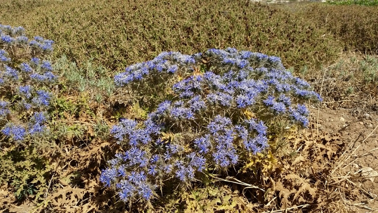 נעצוצית סבוכה  צולם על ידי דותן רותם 