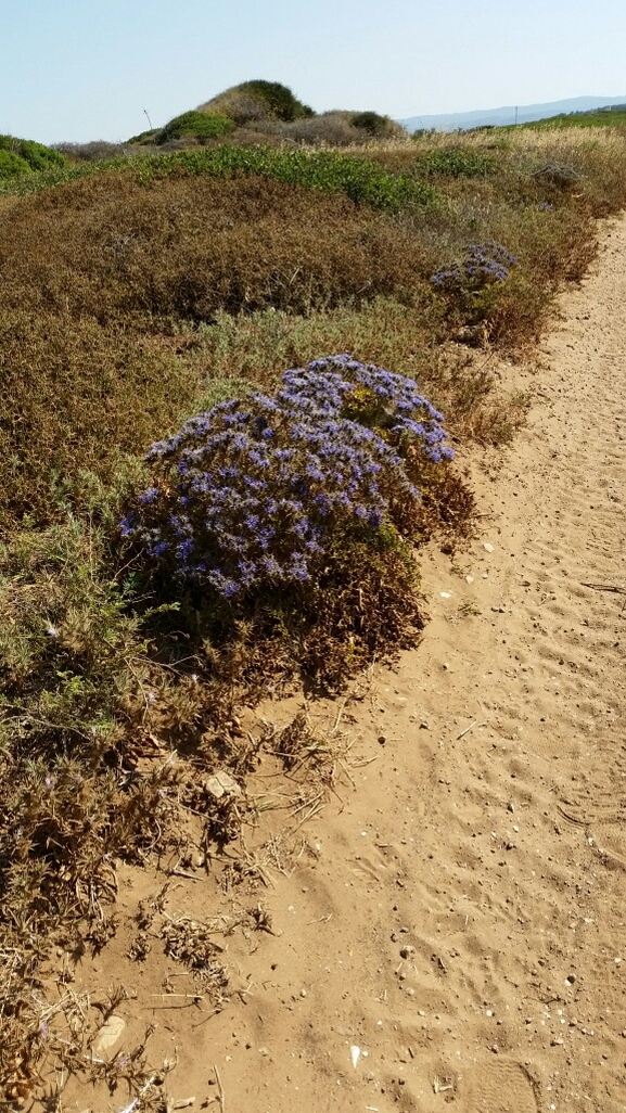 נעצוצית סבוכה  צולם על ידי דותן רותם 