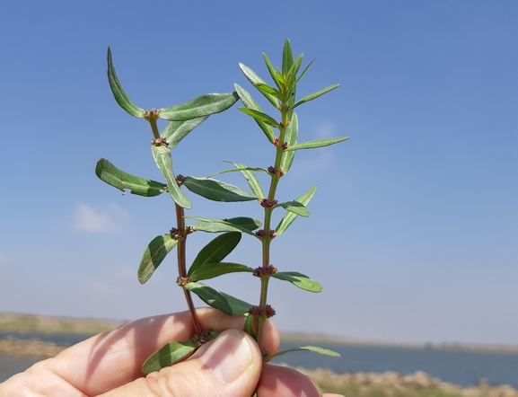 אמניה מצרית  צולם על ידי יאיר אור 