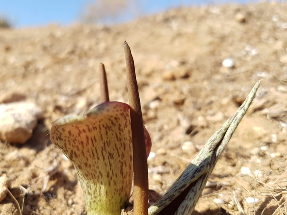 אחילוף הנגב  צולם על ידי אתר הצמחים האדומים 