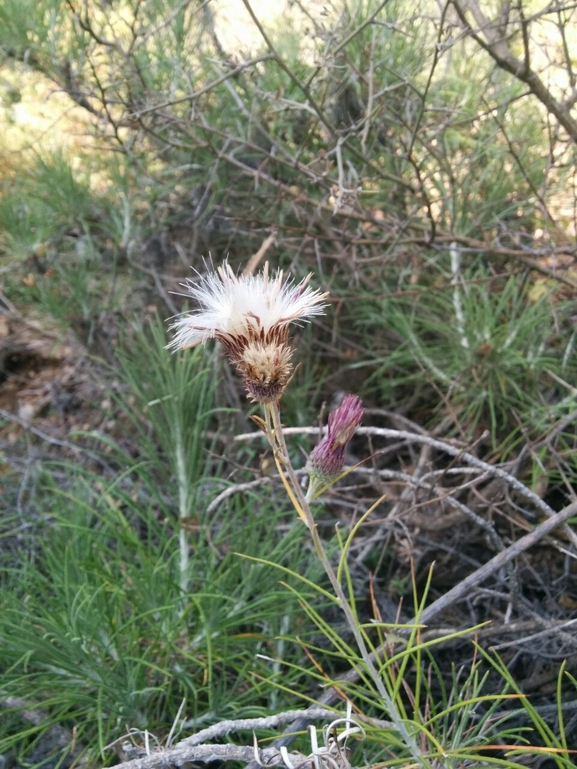 ארנין ההרים  צולם על ידי מרב לבל 