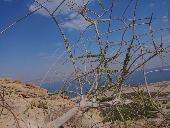 מרואה עבת-עלים  צולם על ידי דר בן-נתן 