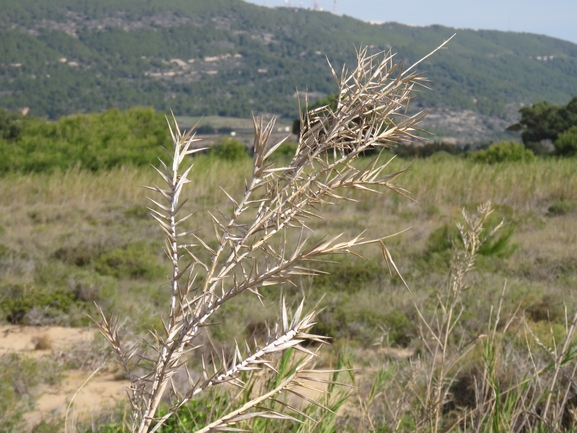 קנה קוצני  צולם על ידי עמית מנדלסון 