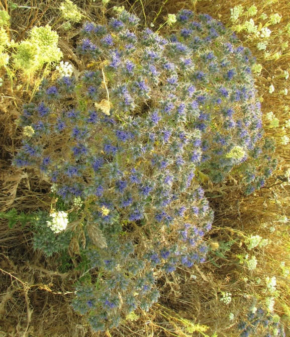 נעצוצית סבוכה  צולם על ידי אתר הצמחים האדומים 