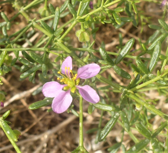 פגוניה צרת-עלים  צולם על ידי זלמן באומוול 