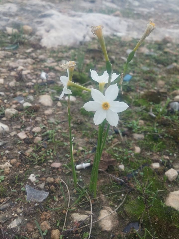 נרקיס סתווי  צולם על ידי נוגן צברי 