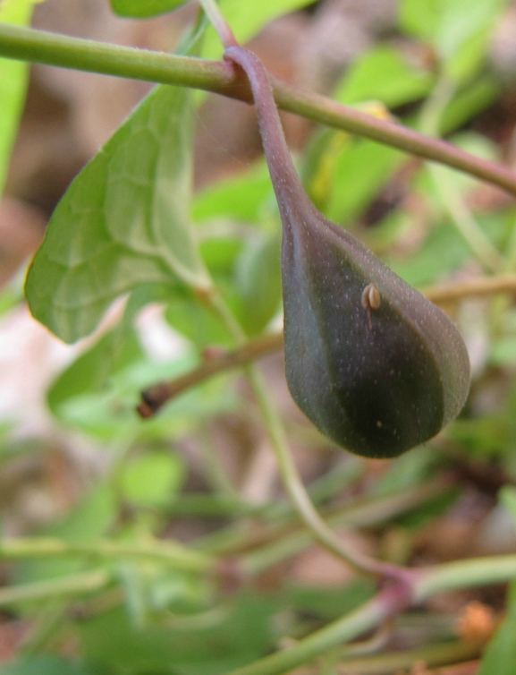 ספלול הגליל  צולם על ידי סיקו בכור 