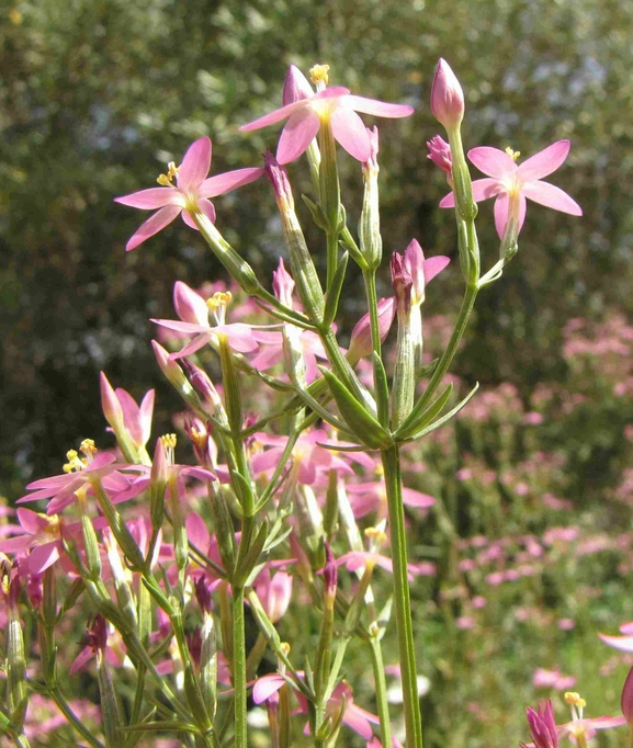 ערבז סוככני  צולם על ידי אתר הצמחים האדומים 