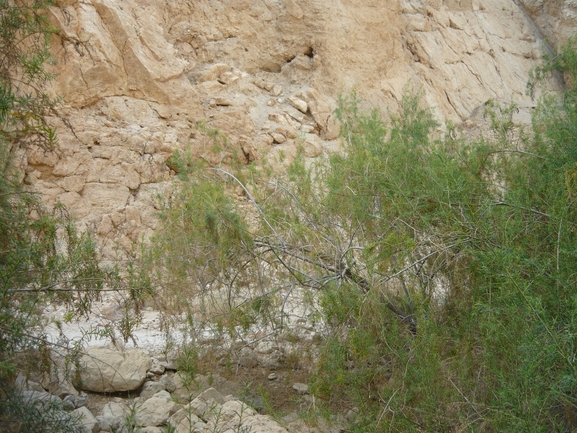 אוכם חד-ביתי  צולם על ידי אתר הצמחים האדומים 