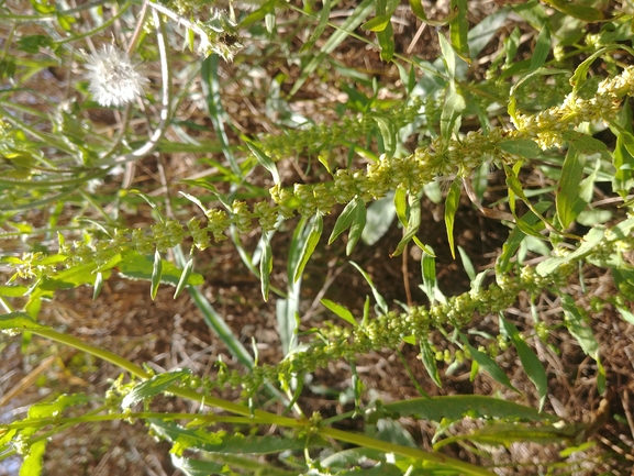 חומעת החוף  צולם על ידי דר בן-נתן 