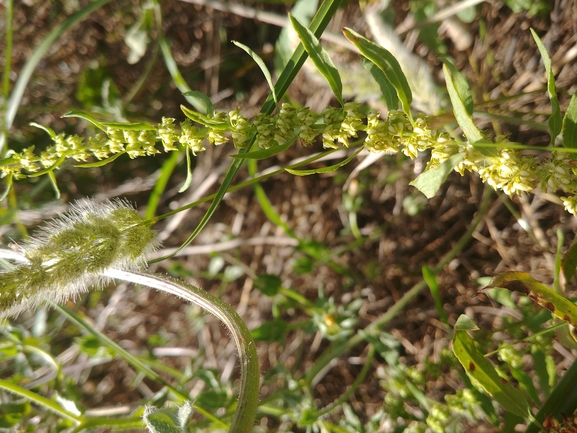 חומעת החוף  צולם על ידי דר בן-נתן 