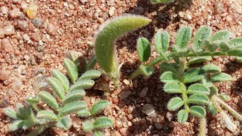 קדד הישימון  צולם על ידי שמשון ולוטקר 