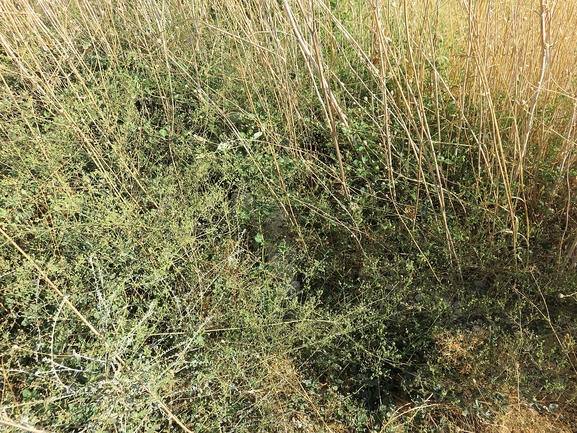 בורהביה זוחלת  צולם על ידי צפריר פינסקי 