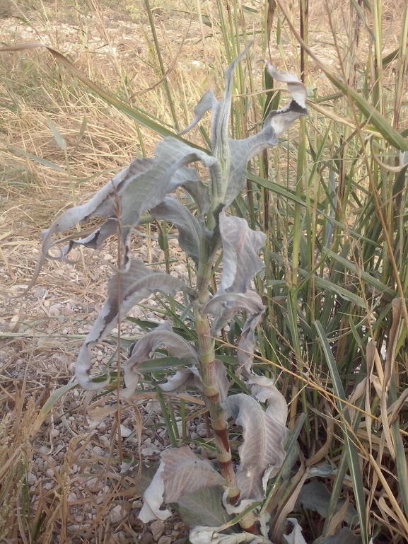 בת-ארכובית צמירה  צולם על ידי אתר הצמחים האדומים 