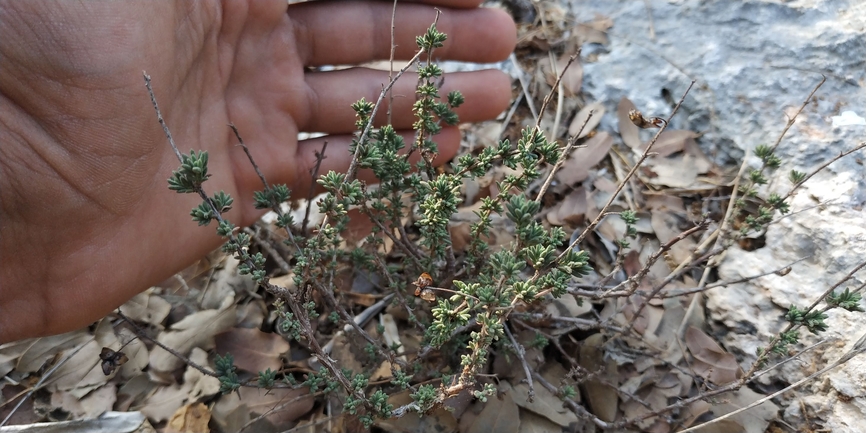 לוטמית המטאטא  צולם על ידי נוגן צברי 