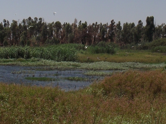 בת-ארכובית צמירה  צולם על ידי אתר הצמחים האדומים 