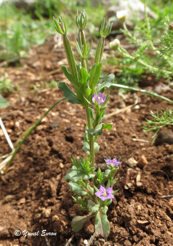 סגולית הכלאיים  צולם על ידי אתר הצמחים האדומים 