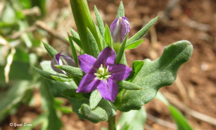 סגולית הכלאיים  צולם על ידי אתר הצמחים האדומים 