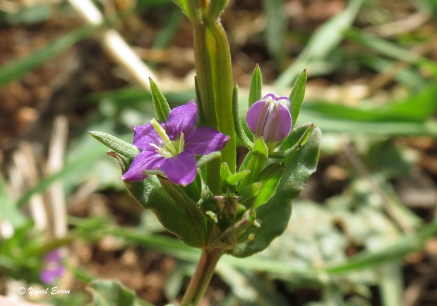 סגולית הכלאיים  צולם על ידי אתר הצמחים האדומים 