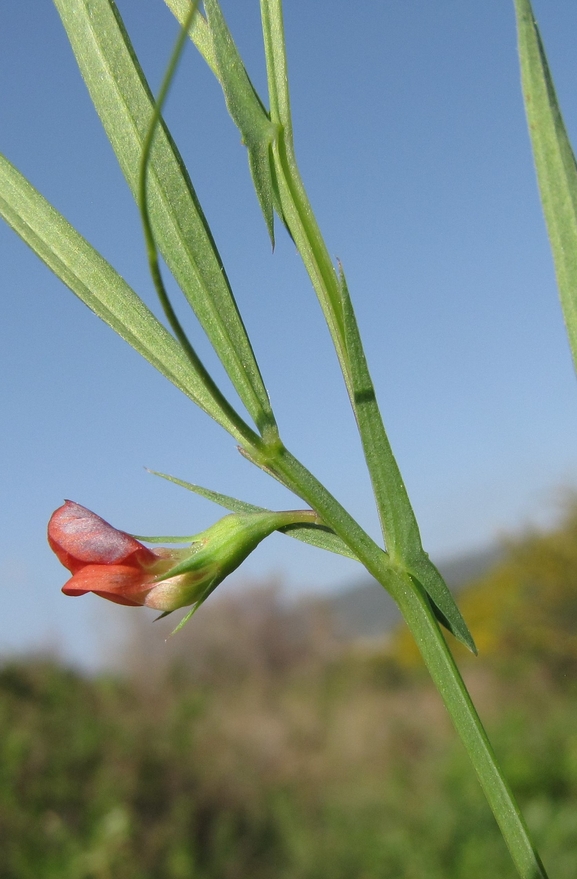 טופח כדורי  צולם על ידי אתר הצמחים האדומים 