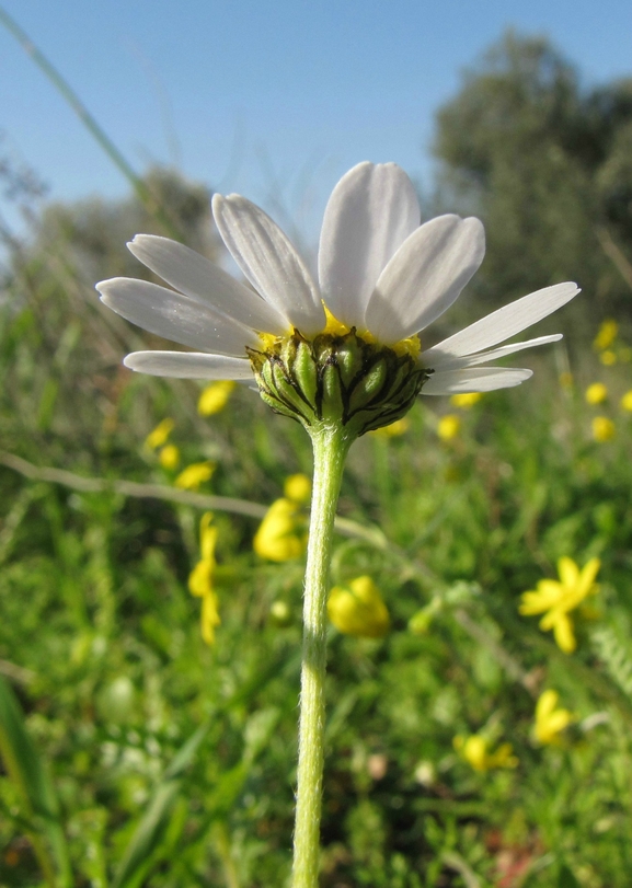 קחוון יווני  צולם על ידי אתר הצמחים האדומים 