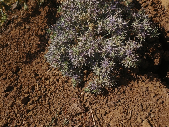 חרחבינה טובענית  צולם על ידי דר בן-נתן 