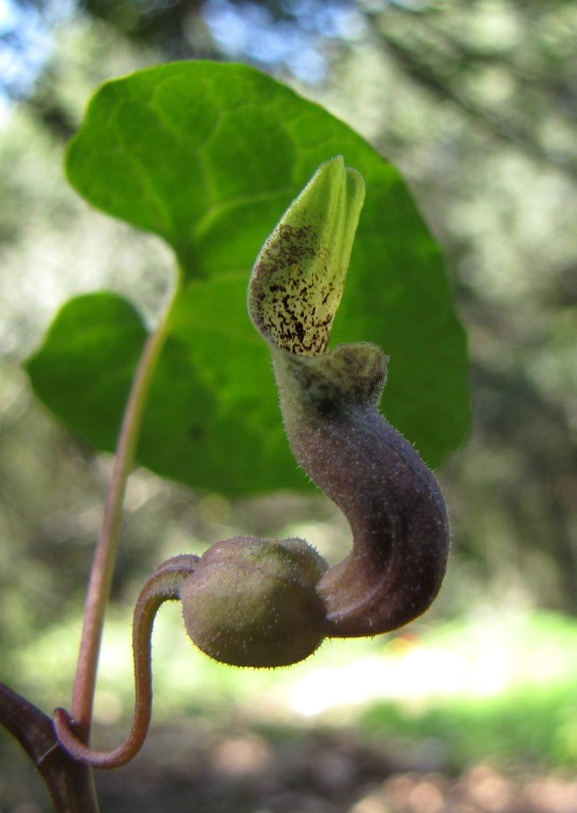 ספלול הגליל  צולם על ידי סיקו בכור 