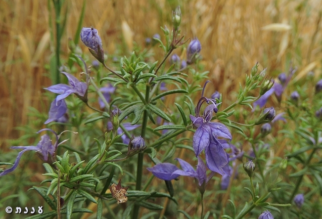 געדה קיפחת  צולם על ידי יעל אורגד 