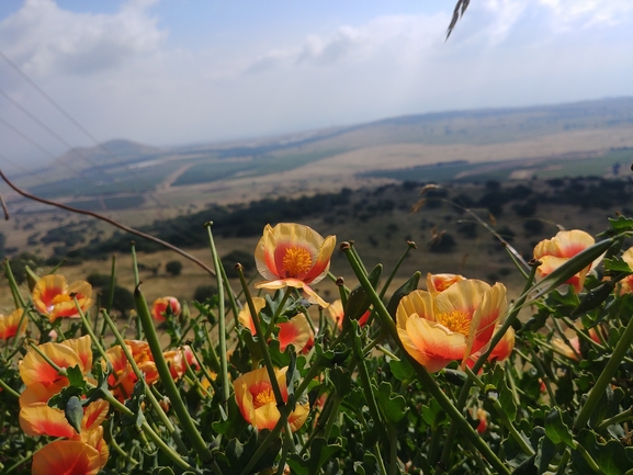 פרגה קרחת  צולם על ידי דר בן-נתן 