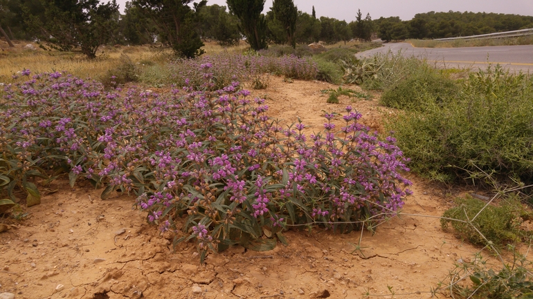 שלהבית הגלגל  צולם על ידי אתר הצמחים האדומים 