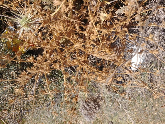 מרווה שסועה  צולם על ידי דר בן-נתן 