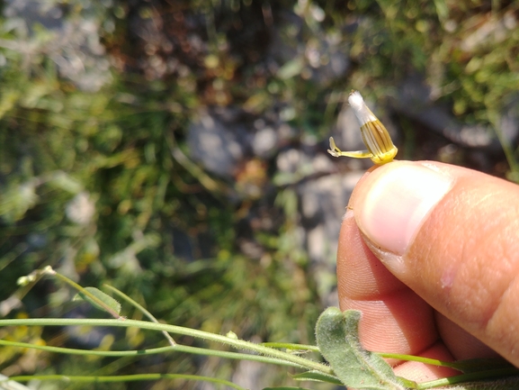 ניסנית נאה  צולם על ידי דר בן-נתן 