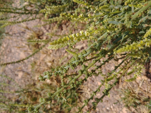 רכפת הצבעים  צולם על ידי דר בן-נתן 