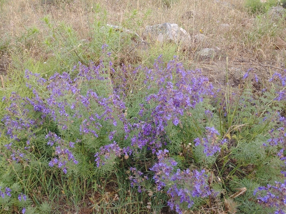 געדה מזרחית  צולם על ידי דר בן-נתן 