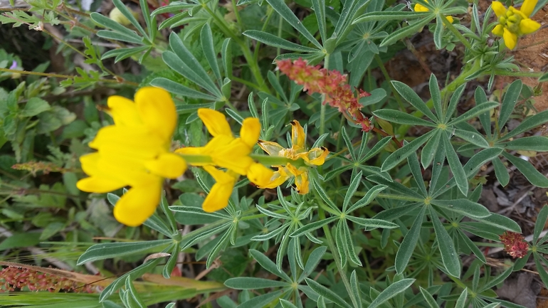 תורמוס צהוב  צולם על ידי אתר הצמחים האדומים 