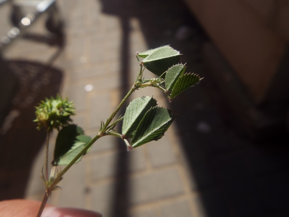 אספסת החילזון  צולם על ידי אתר הצמחים האדומים 