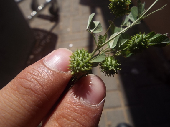 אספסת החילזון  צולם על ידי אתר הצמחים האדומים 