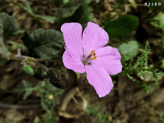 מקור-חסידה תמים  צולם על ידי יעל אורגד 