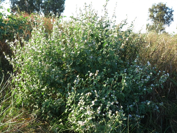 נטופית רפואית  צולם על ידי אתר הצמחים האדומים 