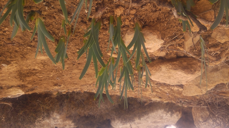 אירוס שחום  צולם על ידי אתר הצמחים האדומים 