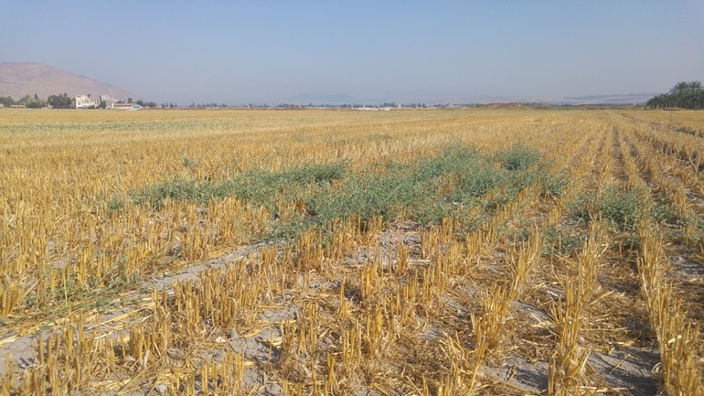 חבלבל מדברי  צולם על ידי אתר הצמחים האדומים 