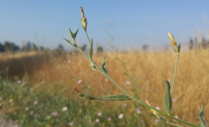 חבלבל מדברי  צולם על ידי אתר הצמחים האדומים 