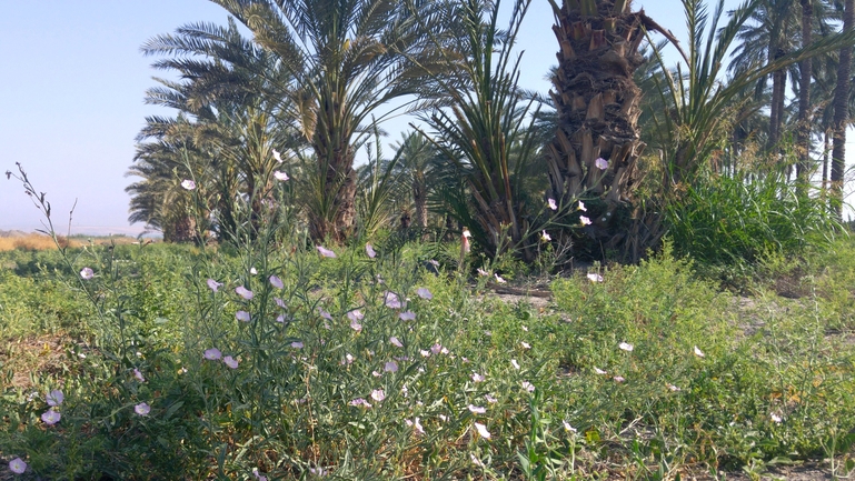 חבלבל מדברי  צולם על ידי אתר הצמחים האדומים 