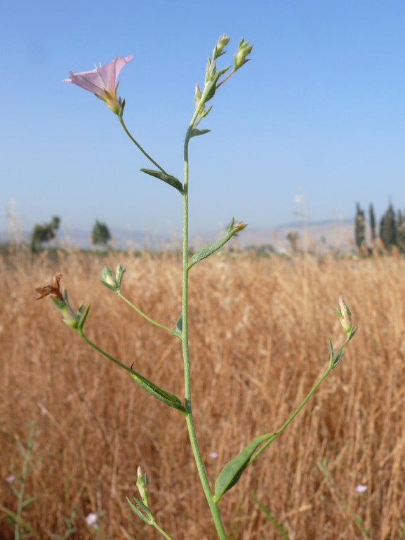 חבלבל מדברי  צולם על ידי אתר הצמחים האדומים 