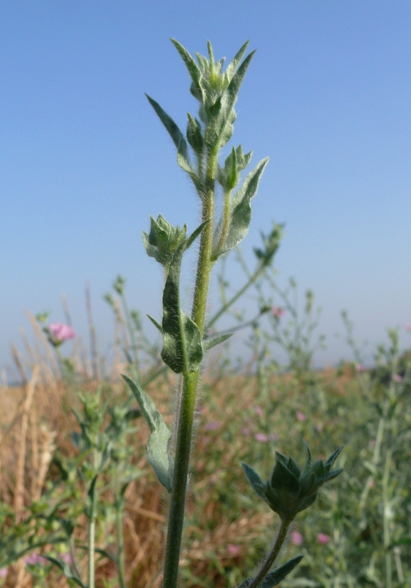 חבלבל מדברי  צולם על ידי אתר הצמחים האדומים 