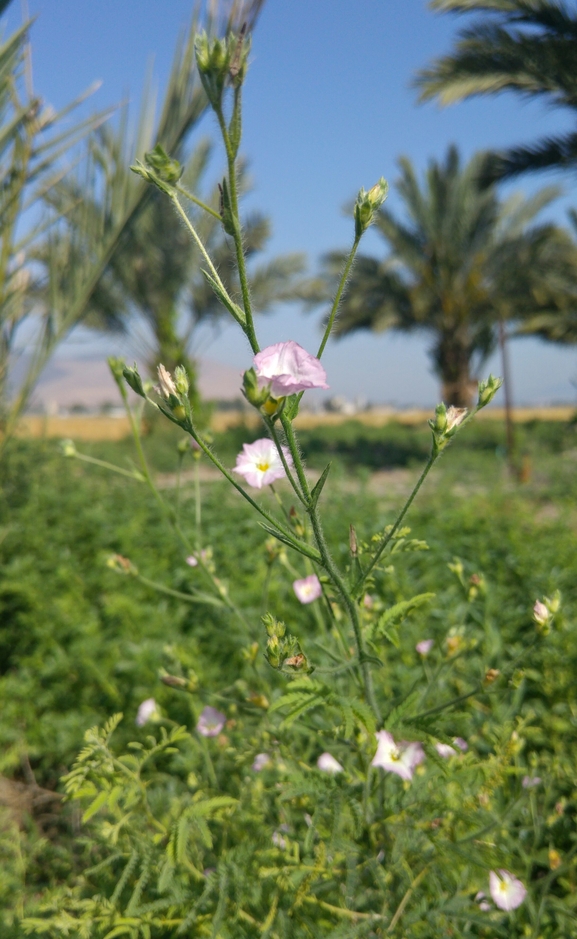 חבלבל מדברי  צולם על ידי אתר הצמחים האדומים 